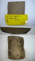 藏品(扇芭蕉)的圖片